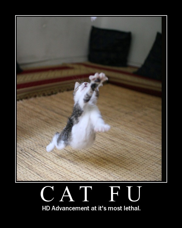 catfu_1.jpg